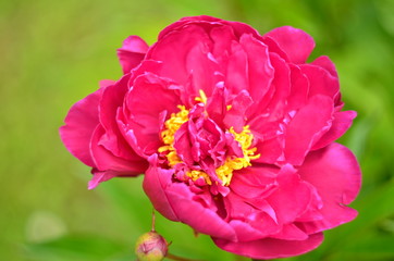 pink rose flower