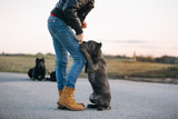 Fototapeta Psy - A woman gives food as a reward to a silver grey Italian mastiff puppy