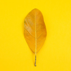 Wall Mural - Yellow leaves on yellow pastel background. autumn minimal creative concept.