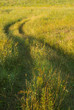Path on the grass fied landscape