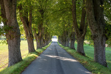 Country Road With Tree Lined.