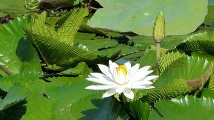 Wall Mural - White lotus flower in the peaceful pond.