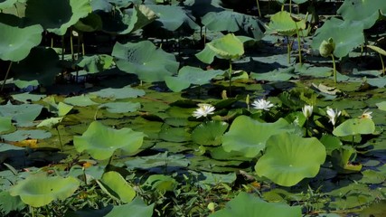 Wall Mural - Dolly shot of white lotus flower in the peaceful pond.