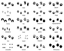 Set Of Footprints Of Wild Animals, Illustration Of Black Silhouette