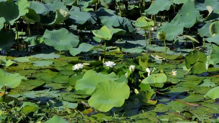 Wall Mural - Dolly shot of white lotus flower in the peaceful pond.