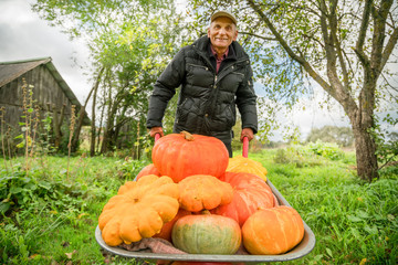 happy old man whith pumpkins in the wheelbarrow in the garden