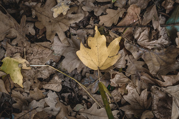 Fototapete - Autumn yellow leaves in the forest