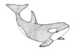 Hand drawn killer whale. Vector illustration in sketch style