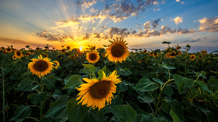 Fotobehang - Summer landscape: beauty sunset over sunflowers field
