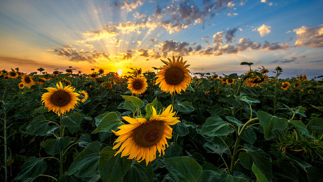 Fototapete -  - summer landscape: beauty sunset over sunflowers field