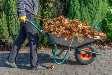 raking golden leaves in wheelbarrow