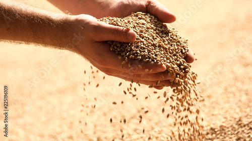 Fotomural Wheat grains in hands at mill storage