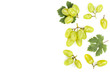 green grapes isolated on the white background with copy space for your text. Top view. Flat lay pattern