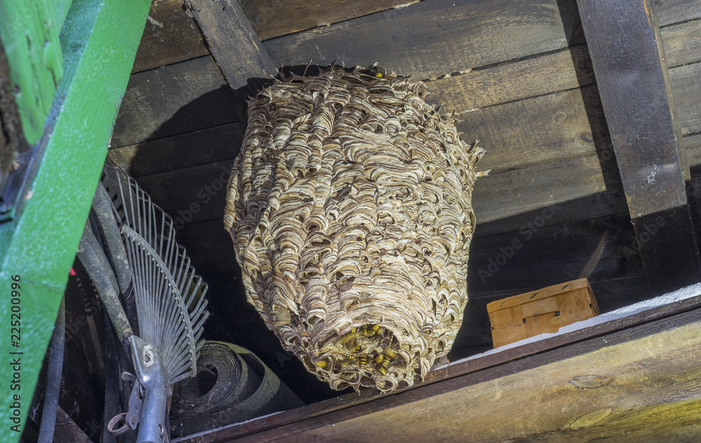 huge-hornets-nest-vespa-crabro-with-a-population-of-about-1000-animals