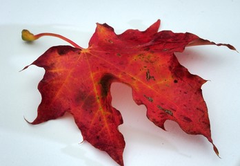 Red fallen maple leaf on white background. Autumn leaf fall.