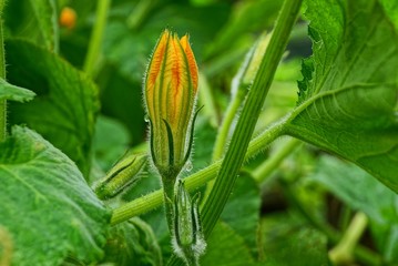 big yellow pumpkin flower on a branch with large green leaves in the garden