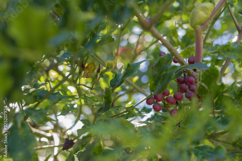 Fotografia, Obraz Forest fruits with striking color red and texture