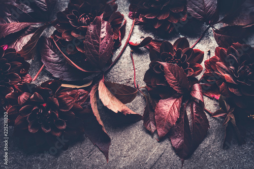 Fotografía Dark red dahlias bloom layout