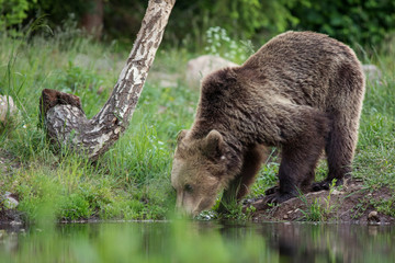 Wall Mural - wild carpathian brown bear while drinking water from a lake.