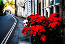 Red Flowers On The Street