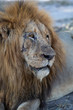 Scar face male lion