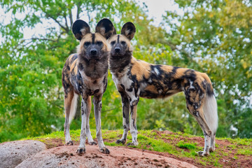 Two painted dogs standong on a mound