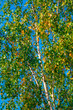 Beautiful Russian birches in green and yellow foliage against the pure blue sky – the beginning of autumn in nature in Central Russia