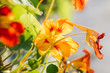 © Sonya - orange nasturtium flowers