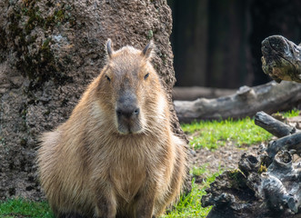 close up of a capybara