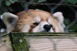 Red Panda Zoo