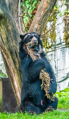 Wall Mural - Spectacled bear (also known as the Andean bear or Andean short-faced bear and locally as jukumari (Aymara), ukumari (Quechua) or ukuku, is the last remaining short-faced bear