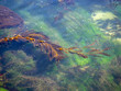 © David Tran - Seaweed and seafloor in clear water in tropical setting