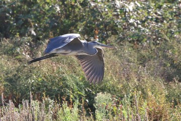 Poster - Grey Heron in flight