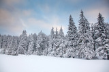 Fototapeta Natura - winter background of snow covered fir trees in the mountains