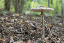 Parasol Mushroom (Macrolepiota Procera Or Lepiota Procera) Growing  In Forest.