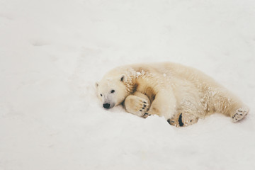 white polar bear in snow forest