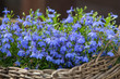 Fresh blue Lobelia flowers in wicker basket on green foliage background.