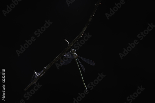 Fotografía Pallid Spreadwing Damselfly (lestes pallidus) Hanging On To A Branch
