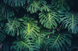 Leinwandbild Motiv Monstera Philodendron leaves - tropical forest plant