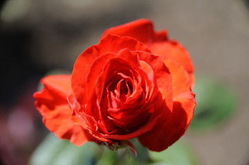 Red Rose