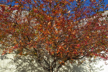 Sticker - Fall Berry Tree