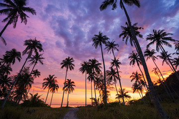 Wall Mural - Silhouette of coconut palm tree at sunset on tropical beach