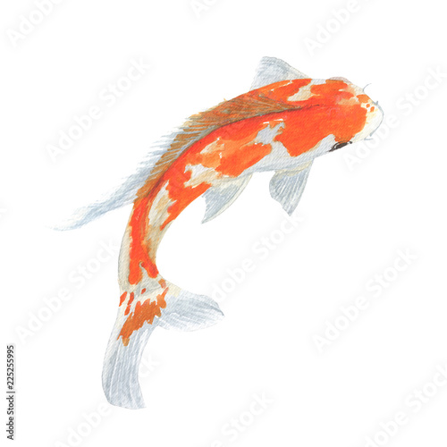 Koi Carp Fish Watercolor Isolated Koi Carp Fish On White