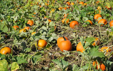 Wall Mural - close up on pumpkin field in autumn harvest season