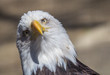Eagle With Tilted Head