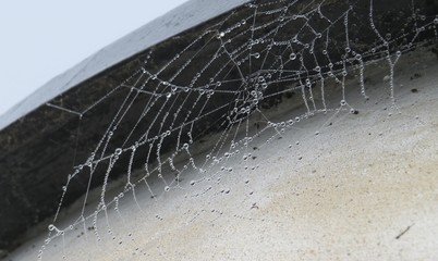 Wet Web