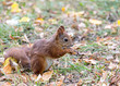 red little squirrel sitting in park on ground with fallen yellow leaves