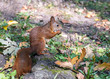 little hungry red squirrel sitting on the ground and eating nut in autumnal park