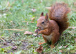 funny red squirrel sitting on grass and holding nut. nature in autumn