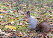 park ground with fallen yellow dry leaves. squirrel sitting on the ground with nut